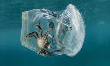 Crab struck in plastic